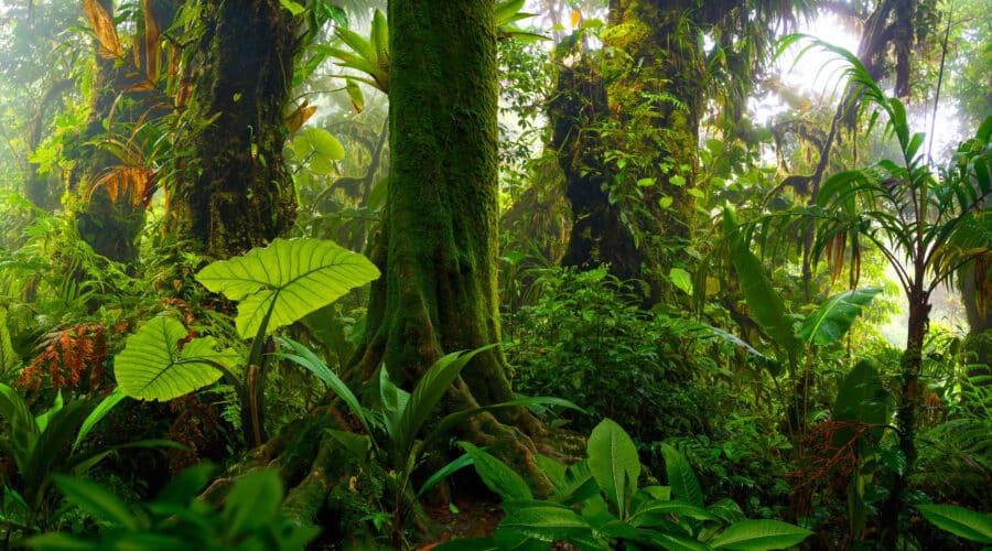 La forêt amazonienne : Un trésor menacé et des actions pour la protéger